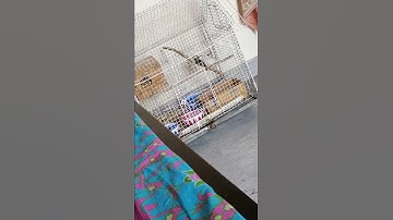 Java mating 😂😉