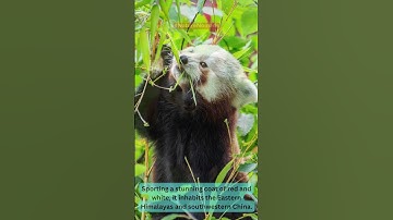 Enchanting Red Pandas 😯😯