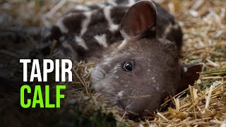 A Cute Little Tapir Is The Latest Addition To Budapest Zoo!