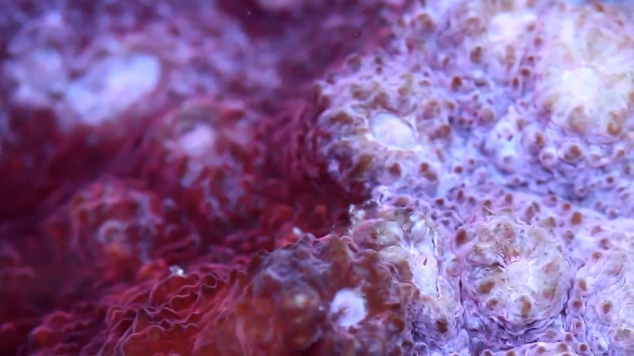 video phone beyonce mp3 On Sale Colonies at Pacific East Aquaculture