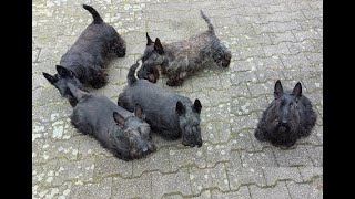 ScottishTerrierFamilienbesuch