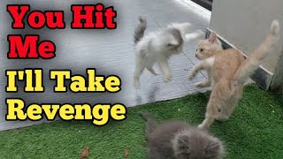 Tiny Persian Kitten Taking Revenge From Ginger Kitten