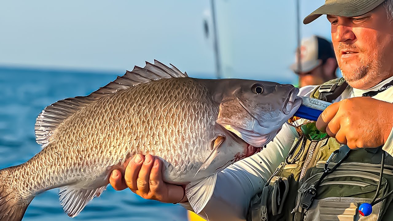 Mangrove Snapper — the most user-friendly saltwater sport fish