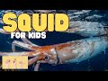 Squid Biology and Ecology
