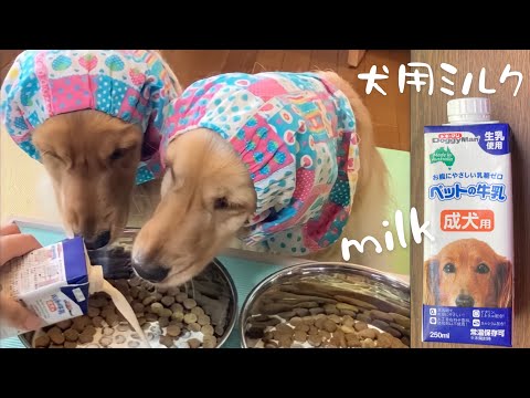 【ASMR】熱中症対策にはじめての犬用ミルクをあげると美味しすぎて一瞬でなくなる #Shorts 犬ごはん咀嚼音