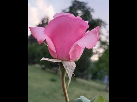 Video: So Fügen Sie Fotos Zu Facebook Hinzu