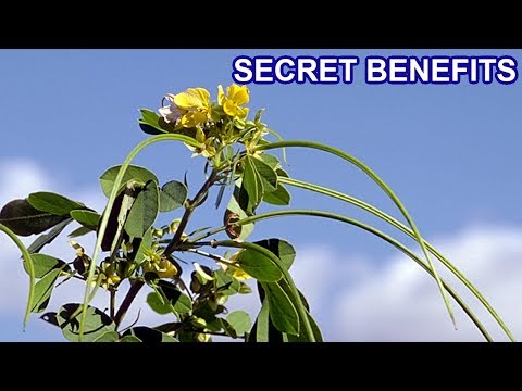 99% People Don’t Know the Health Benefits of Senna Tora or Cassia Tora