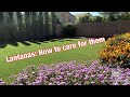 How to Care for Beautiful Lantanas in The Landscape