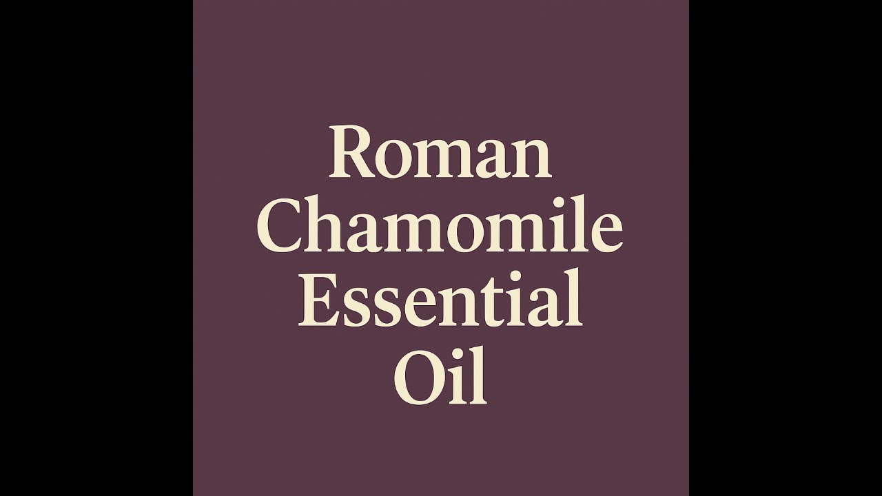 Roman Chamomile Essential Oil-Benefits, Origins, Traditions and more