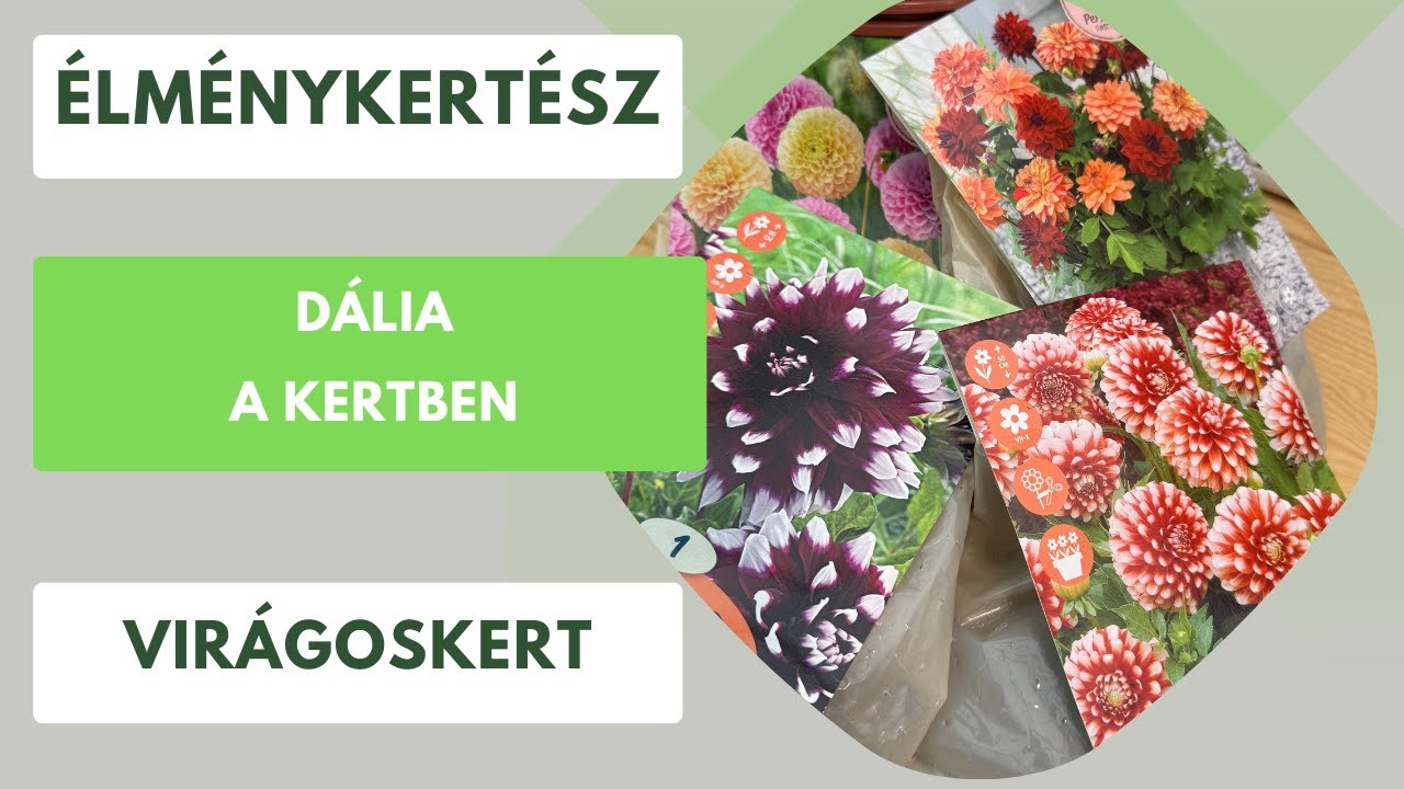 Dália a kertben!🌸 Mit érdemes csinálni a dália gumókkal? Mire kell odafigyelni a gazdag virágzáshoz?