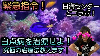 緊急指令‼白点病を治療せよ‼究極の治療法教えます！日海センターとコラボ！　海水水槽　サンゴ水槽　ナンヨウハギ　ラクトフェリン　クロマジェル 　アクアリウム