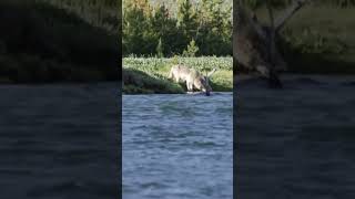 Якутский огромный одинокий волк🐺 настоящий воин тайги севера 🌲
