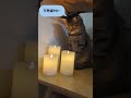 Happy Christmas!!LEDキャンドルライトにうっとりな猫  #shorts #merrychristmas #cat