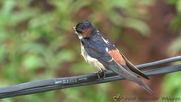 Red rumped Swallow (Cecropis daurica) Calling