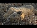 SafariLive- Lazy Avoca and Nkuhuma lions and their cute little cubs.