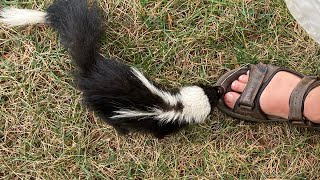 PETTING A SKUNK (A Thousand Gardens)