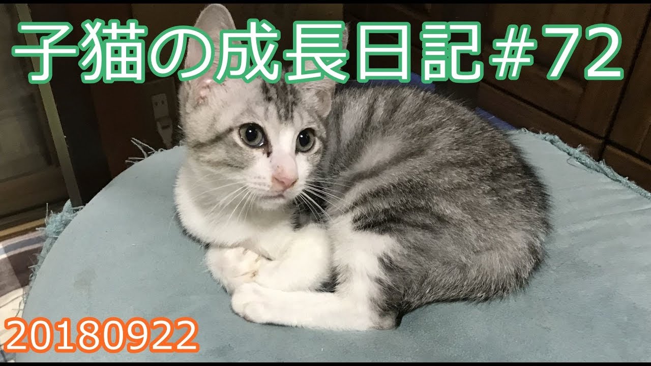 パステル三毛とサバ白の子猫の成長日記#72 くーにゃんの手 20180922
