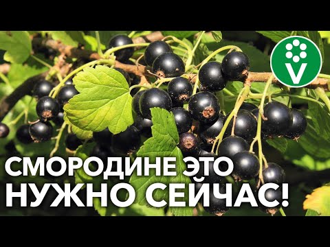 БУДУТ ЗДОРОВЫЕ КУСТЫ И МНОГО ВКУСНЫХ ЯГОД! Вот как поддержать смородину после сбора урожая!