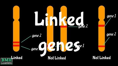 Linked Genes | Genetic Linkage |