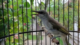 Masteran Burung Cucak Kombo Full isian Kunti - Cucak Kombo Juara #cucakkombo17