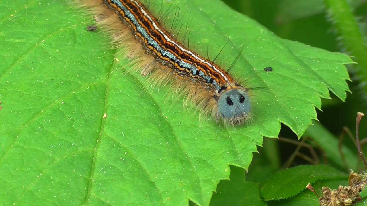 Ringelspinner, Malacosoma neustria, Eifel, Dohr