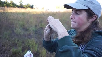 Bird Banding in the Albany Pine Bush Preserve