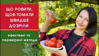 5 способів пришвидшити дозрівання томатів