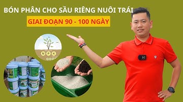 Trái Sầu Riêng 90 - 100 Ngày Bón Phân Gì Hiệu Quả| Nông Nghiệp Tây Nguyên TKA