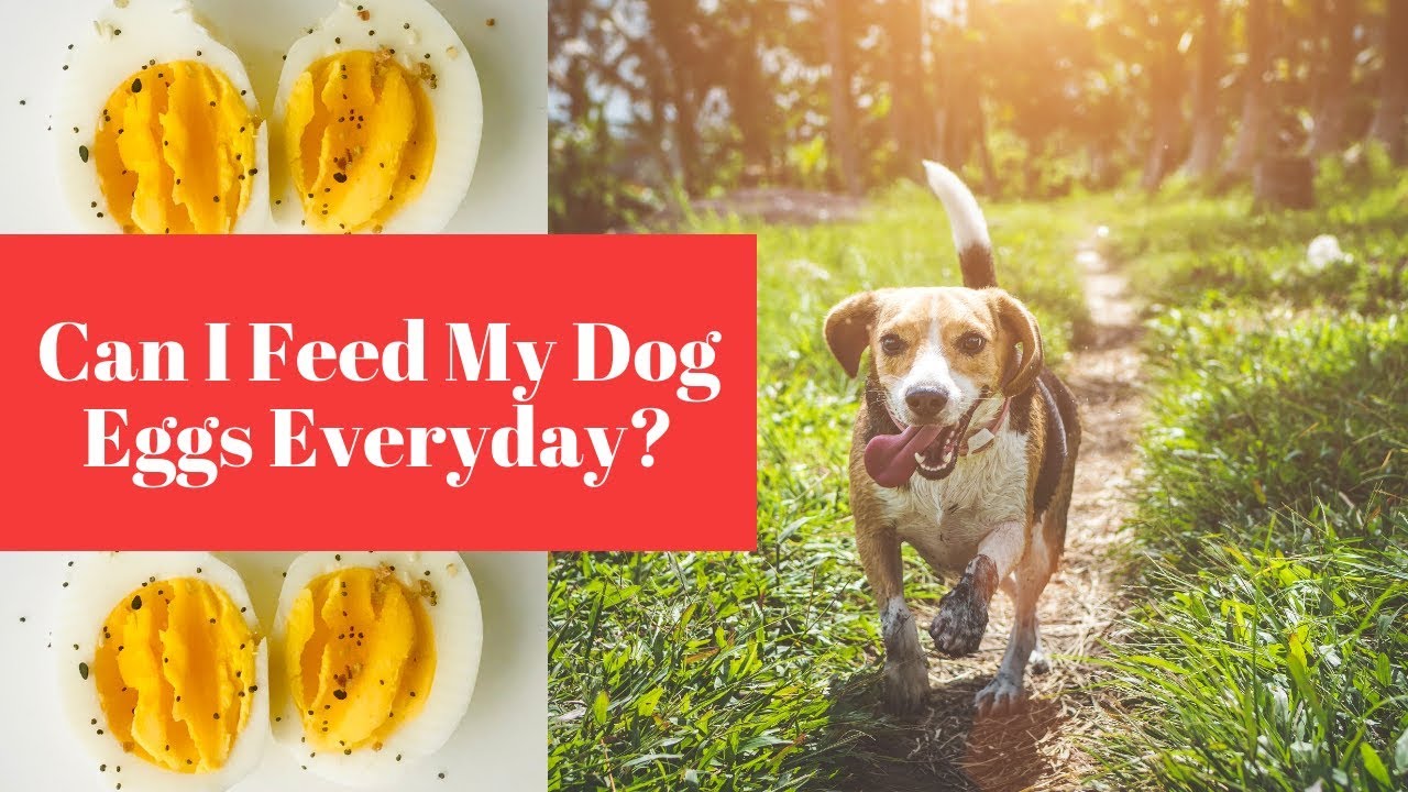 can my dog have an egg every day