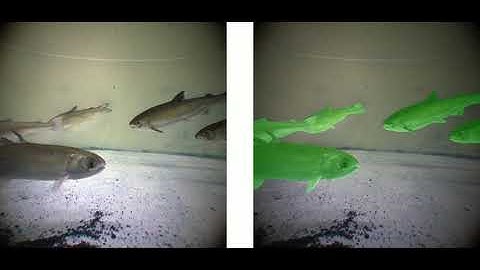 Fish detection and classification Learning result demonstration