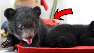 Shocking Discovery: 16 Moon Bear Cubs Rescued from Cruelty!