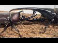 大和魂爆発！国産カブトムシ名勝負ベストセレクション〜日本のカブトムシ無双〜 コーカサスオオカブト ヘラクレスオオカブト