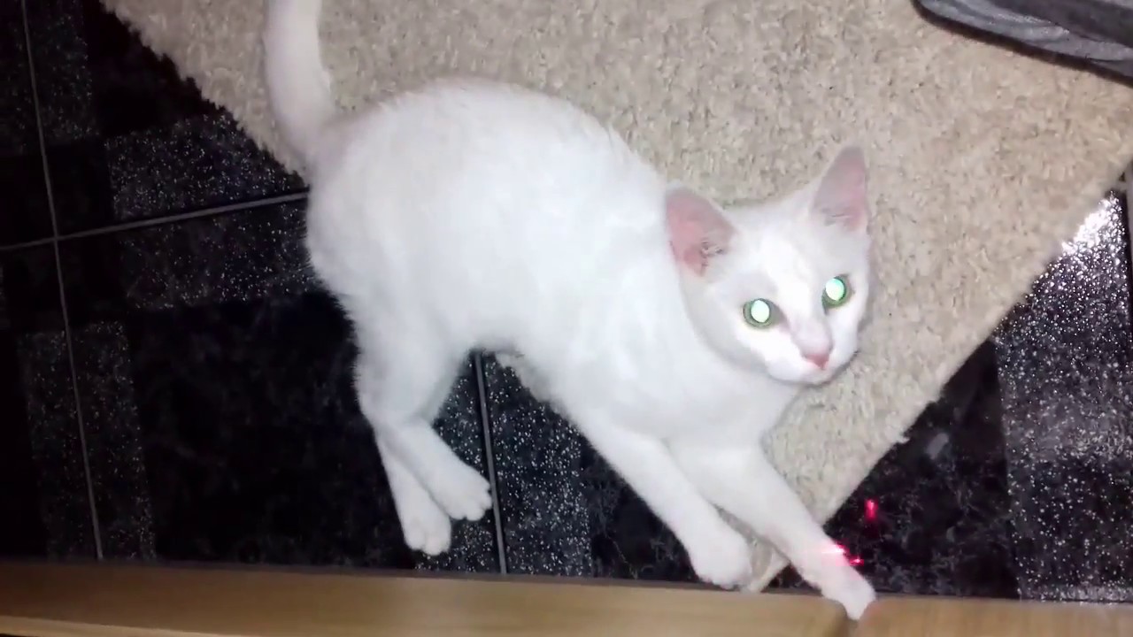 white cat go crazy chasing red dot laser
