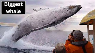 6 Orca Rescues That'll Warm Your Heart | TALK ON ANIMALS