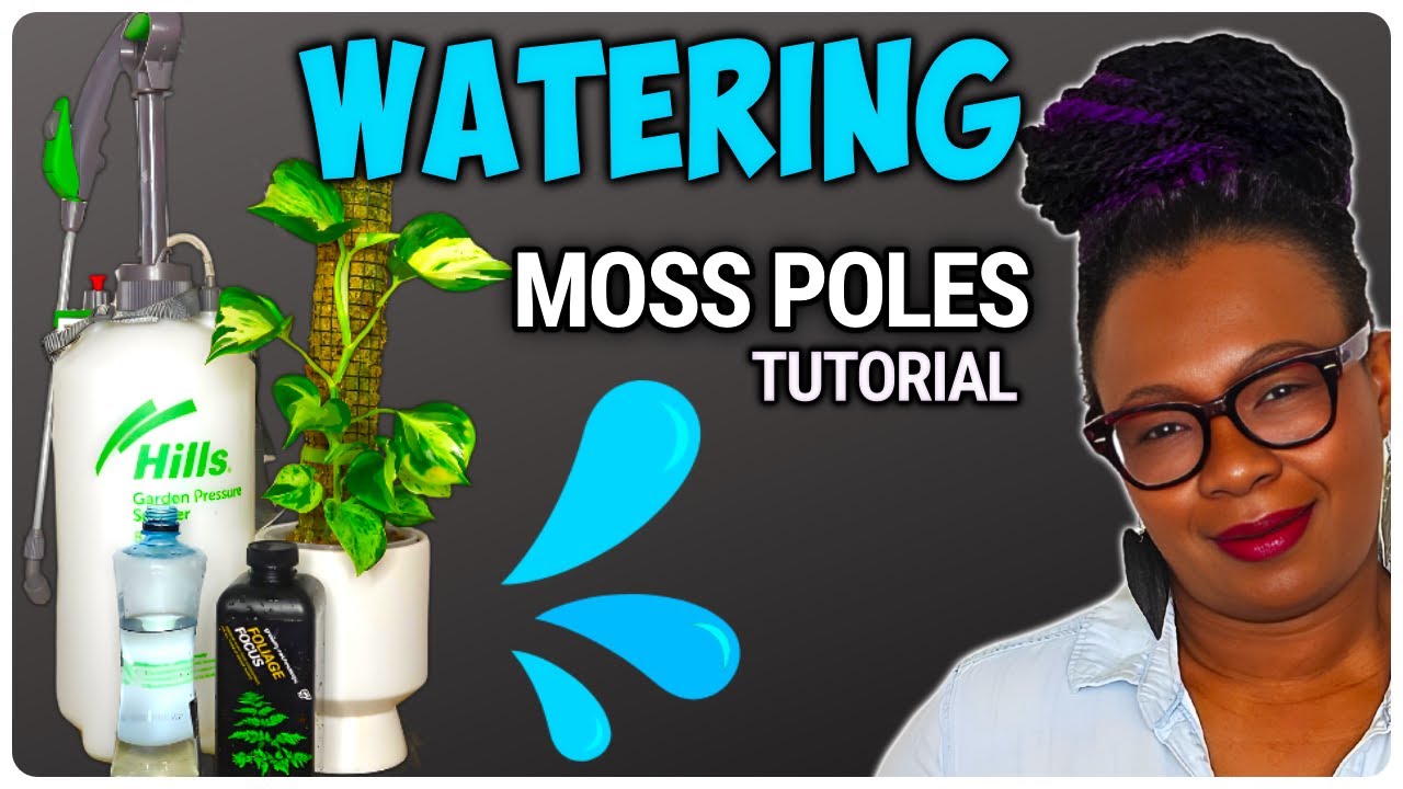 Watering Moss Poles |Tips And Tricks To Keep Your Moss Poles Moist