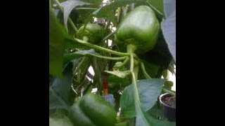 DIY Aquaponics Using Scrap Materials Part 3