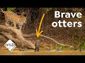 Giant Otters of Brazil | The World's Largest Otter