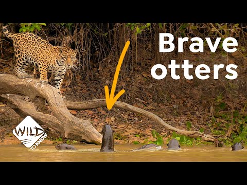 Giant Otters of Brazil | The World&rsquo;s Largest Otter