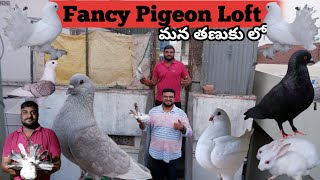 Fancy Pigeon Loft//Tanuku//Fantails,Satins,Kings//ఫాన్సీ పావురాళ్ళు లోప్ట్//Delivery Available