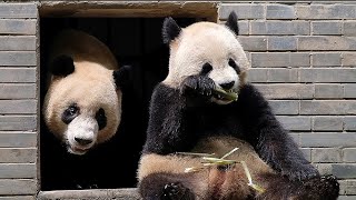 LeLe and Qingzai were fighting each other and forgot about the meal time by 胖达日记 Hi Panda 907 views 10 hours ago 2 minutes, 5 seconds