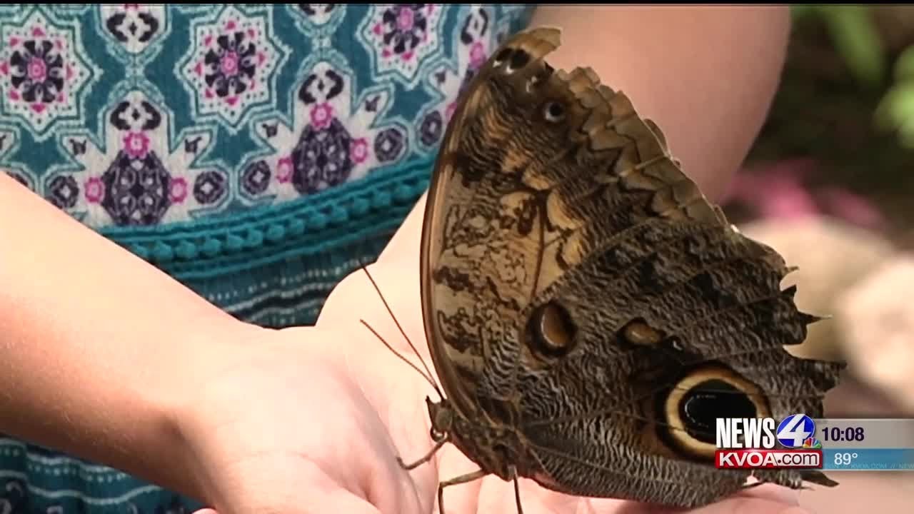 Tucson Botanical Gardens ships butterflies off to Virginia