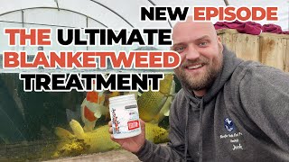 THE ULTIMATE BLANKETWEED TREATMENT FOR YOUR KOI POND!!!