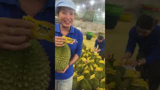 musang king vip đạt tiêu chuẩn xuất khẩu sang ma cao