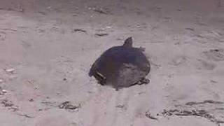 Spiny softshell turtle release