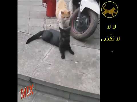 لا تكذبي إني رأيتكما معا 2019