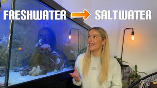 Saltwater tank on a budget  Freshwater to Saltwater  No fancy equipment
