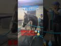 【2024.07.11】06番目ノア🐴 泥んこの状態から丸洗い‼😄✨ #引退馬 #retouch #引退競走馬 #引退馬の森 #horselover #リタッチ馬 #ノア