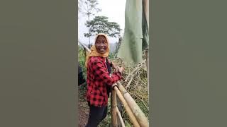 Ngobrol Dengan Petani Girpasang Klaten