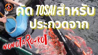 คัด TOSAI สำหรับประกวด จาก MOMOTARO KOI FARM