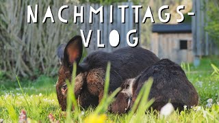 Nachmittags-Vlog Bei Den Kaninchen Pfötchenbande